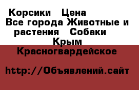 Корсики › Цена ­ 15 000 - Все города Животные и растения » Собаки   . Крым,Красногвардейское